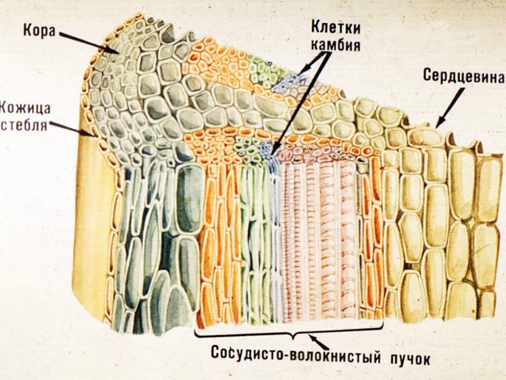 Ксилема и флоэма на срезе стебля. Строение стебля Ксилема и флоэма. Ткани растений Ксилема флоэма. Стебель растения Ксилема флоэма.