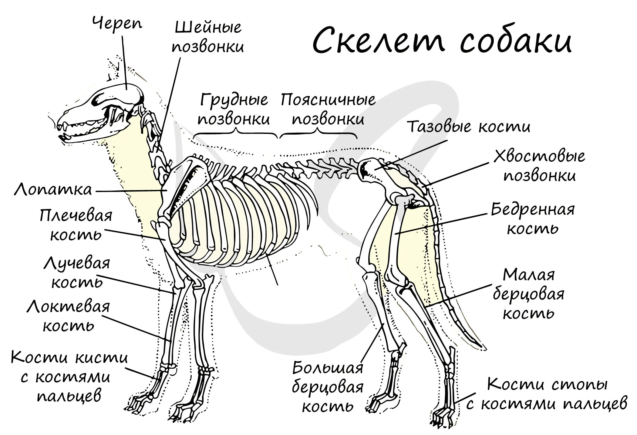 Кости в скелете млекопитающих соединяются между собой. Скелет собаки с названием костей. Строение скелета млекопитающих собака. Скелет собаки строение биология. Схема строения скелета млекопитающих.