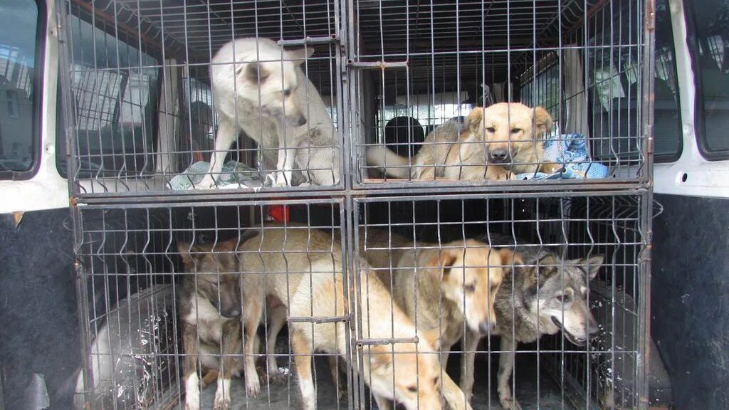 Бездомные животные отлов. Кто отвечает за отлов собак в городе. Служба отлова бездомных собак. Улан-удэ собаки безнадзорные. Кто отвечает за отлов собак в городе.