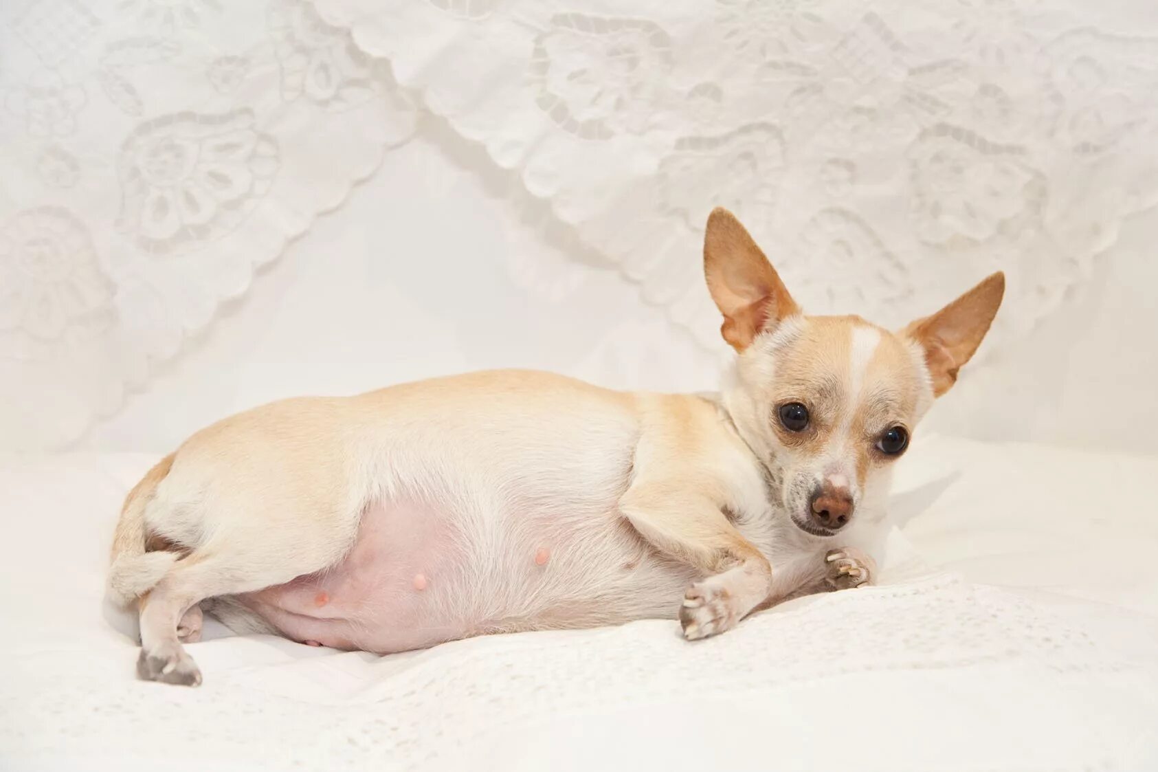 Собака с большими яичками. Течка у собак чихуахуа. Ожиревший чихуахуа. Беременность чихуахуа. Вязка чихуахуа.