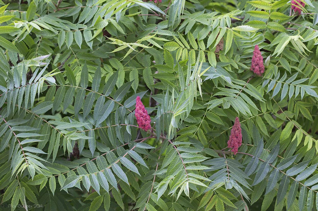 Сумах оленерогий (Rhus typhina) купить саженцы в Москве по низкой цене из питомн