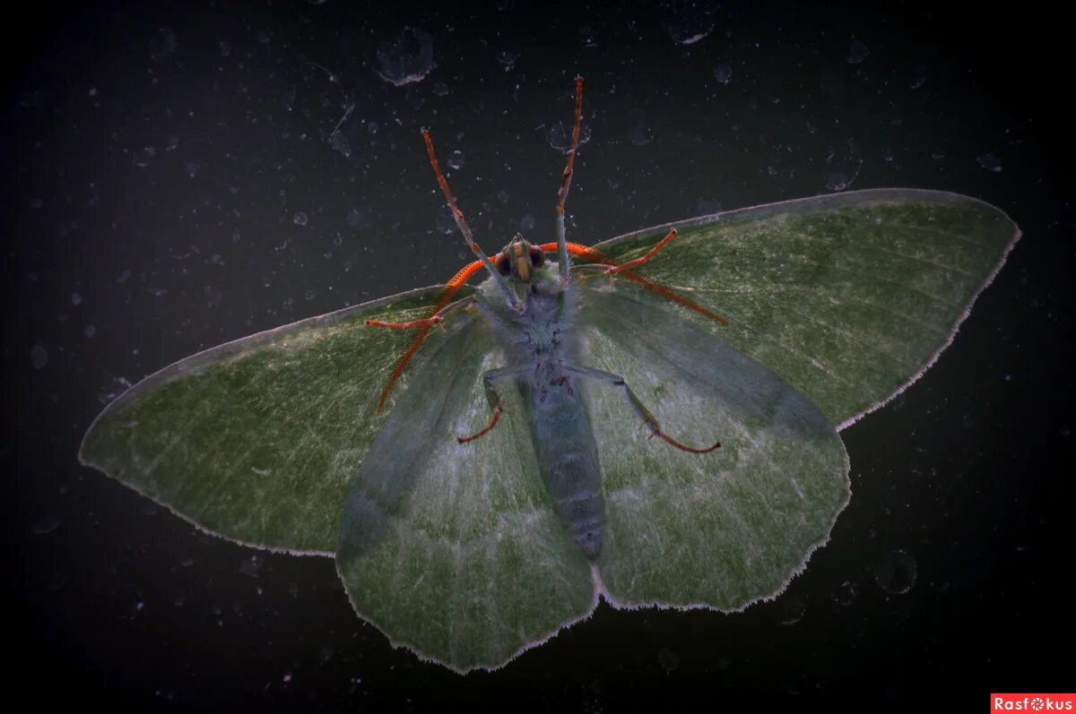 черная моль. Holiday мотыльки. моль насекомое. мотылек вблизи. мотылек богонга.