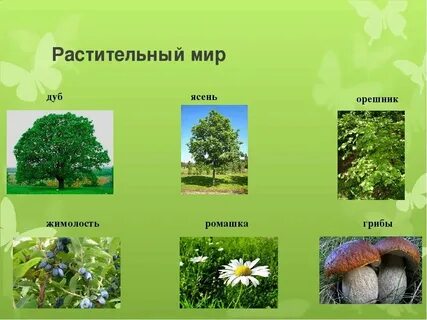 Растения лесных зон