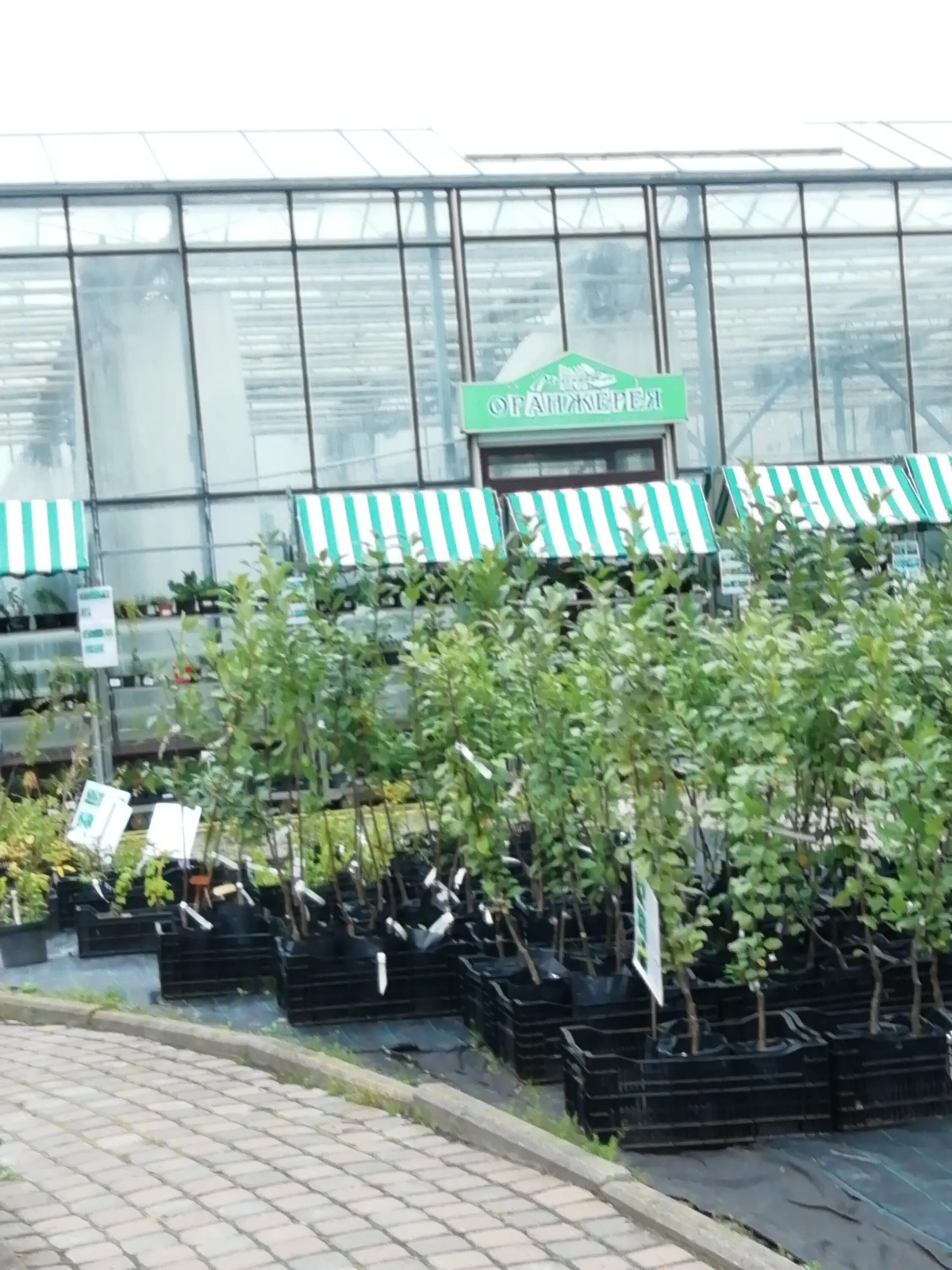 милава новгород