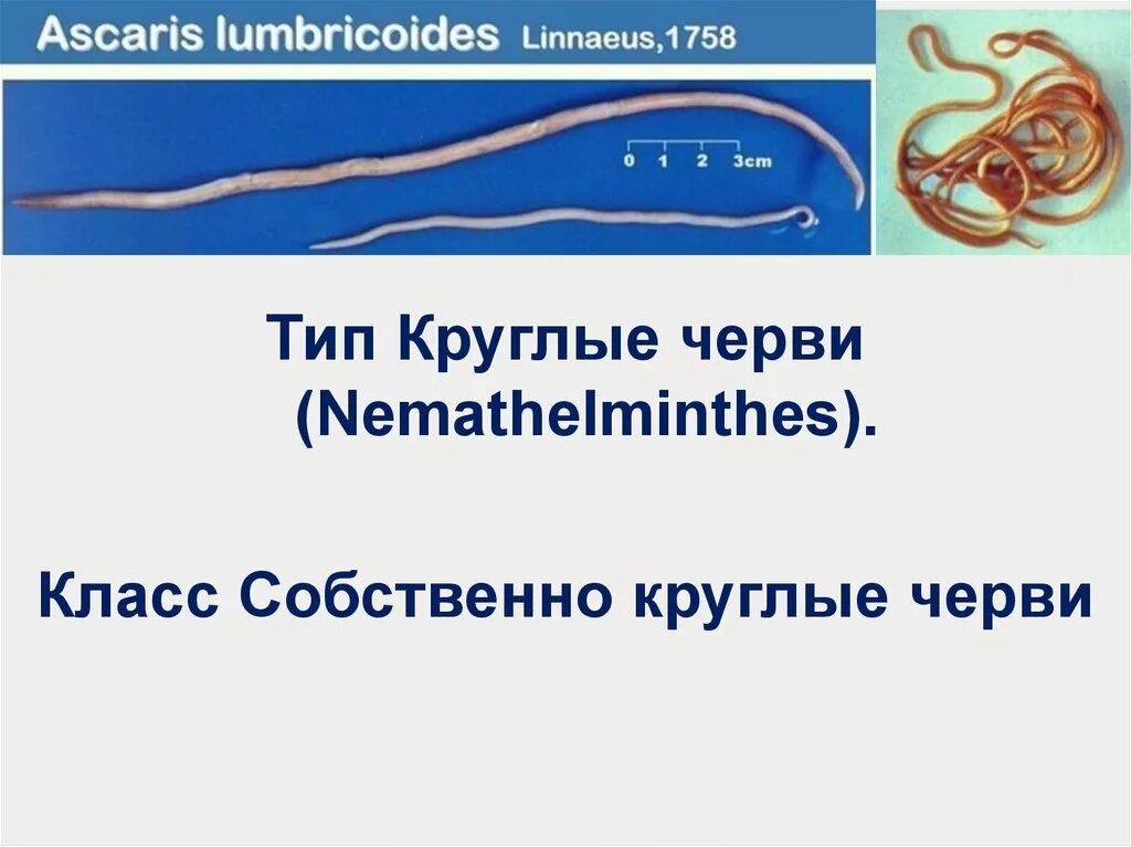 Черви вариант 1. Собственно круглые черви. тип круглые черви латынь. латинское название типа круглые черви.