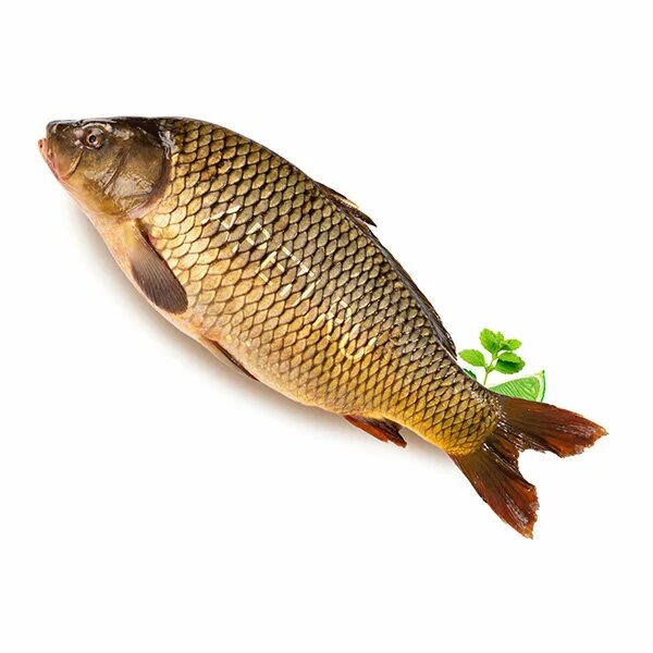 5 кг. сазан 7 кг. 5 кг. карп 2 кг. сазан 2 кг.