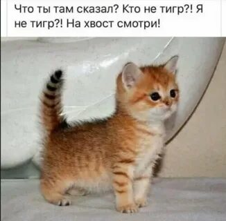 Покажи где котенок
