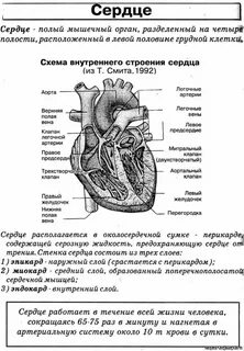 Сердце картинка егэ