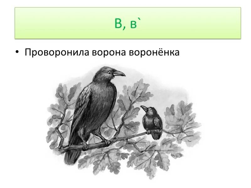 Скороговорки про ворон. Проваронила Варано вароленка. Праваронила Варона воронеонка. ПРОВОРОНИЛАВОРОНАВОРОНЁНКА. Проворонила ворона Воронёнка скороговорка.