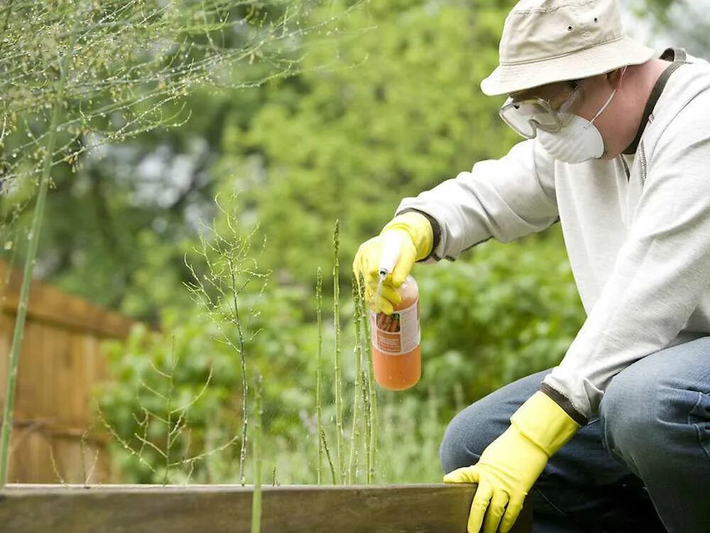 Инсектициды, фунгициды, гербициды. Химическая борьба с сорняками. Химикаты для растений. Борьба с сорняками в саду.