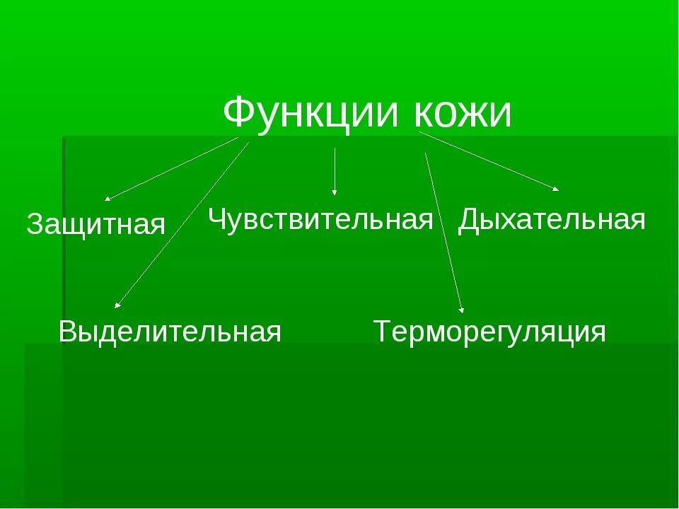 Опорная функция кожи. Функции кожи. Схема функции кожи. Защитная функция кожи. Выделительная и дыхательная функции кожи.