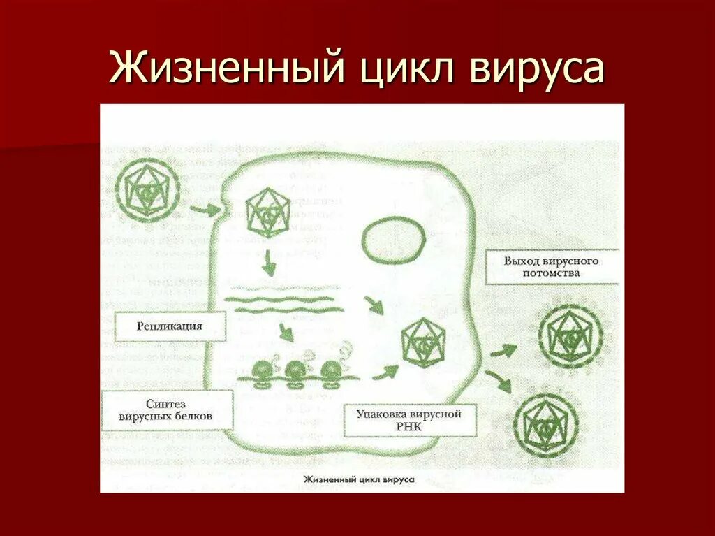 Последовательность жизненного цикла вирусов. Жизненный цикл вируса схема. Схема жизненного цикла вируса гриппа. Стадии жизненного цикла вируса. Жизненный цикл вируса биология.