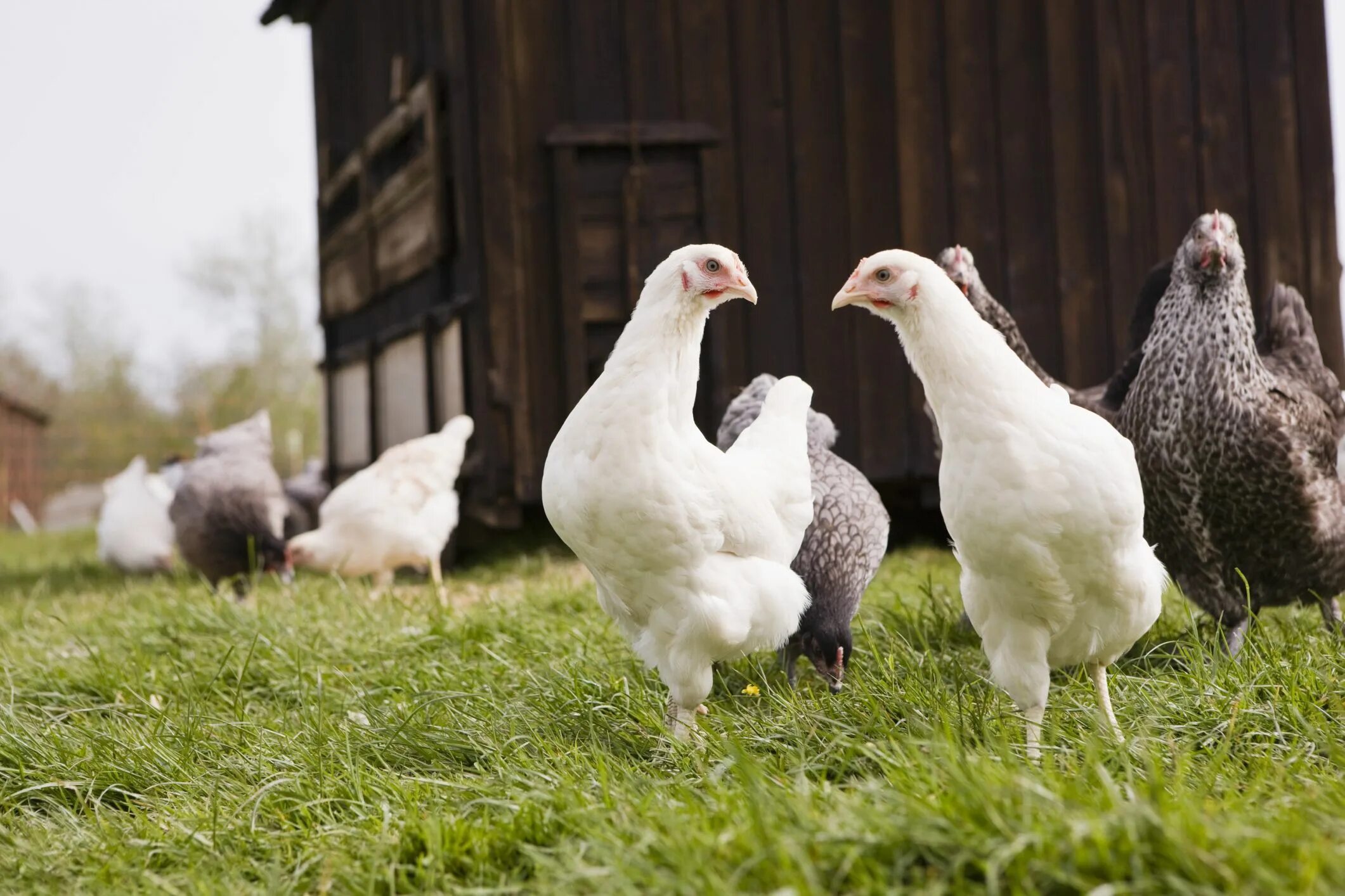 Your chickens. Курица молодка. Курица в Америке. Американская курица. Несушка Суперб.