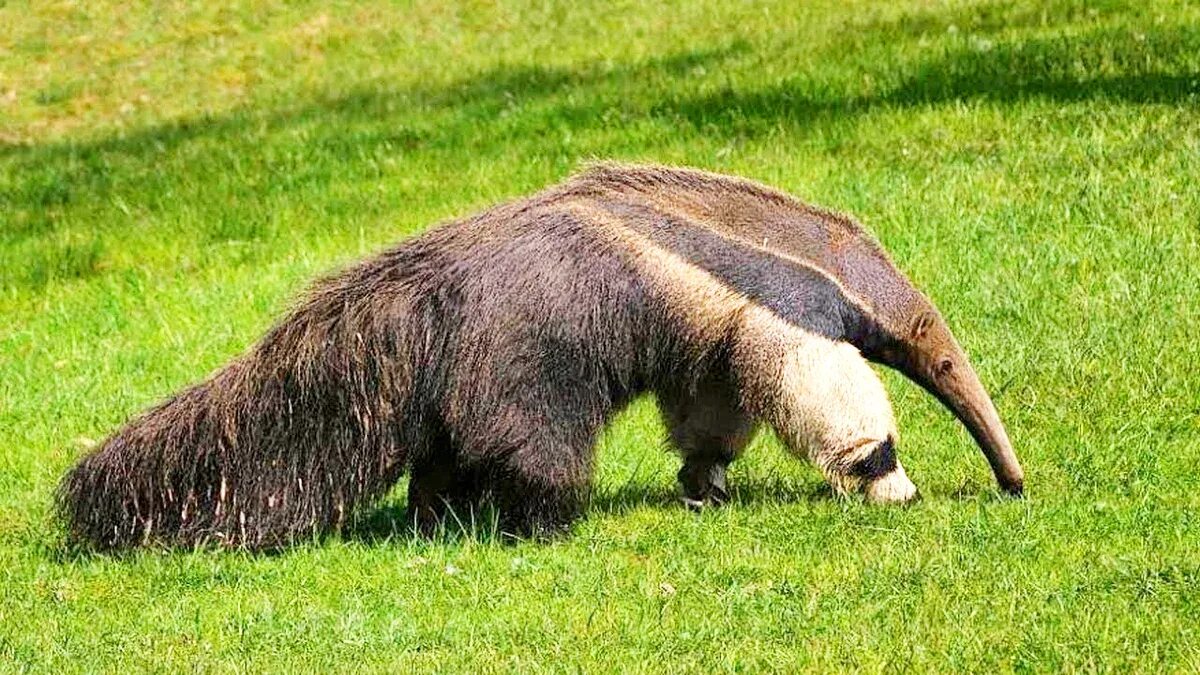 Гигантский муравьед Южной Америки. Муравьед Юруми. Anteater муравьед. Трехпалый муравьед.