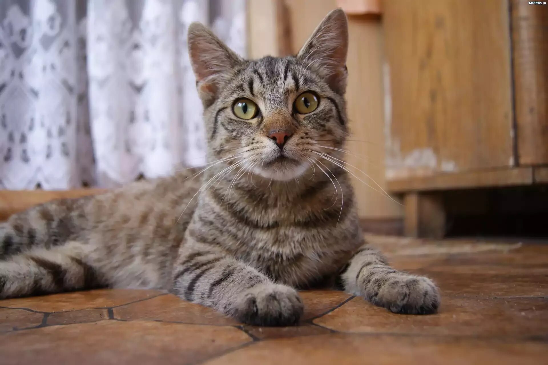 Европейская короткошерстная табби рыжий. Европейская короткошерстная кошка Камышовая. Сибирский кот короткошерстный. Серый полосатый кот порода. Лучшая кошка россии
