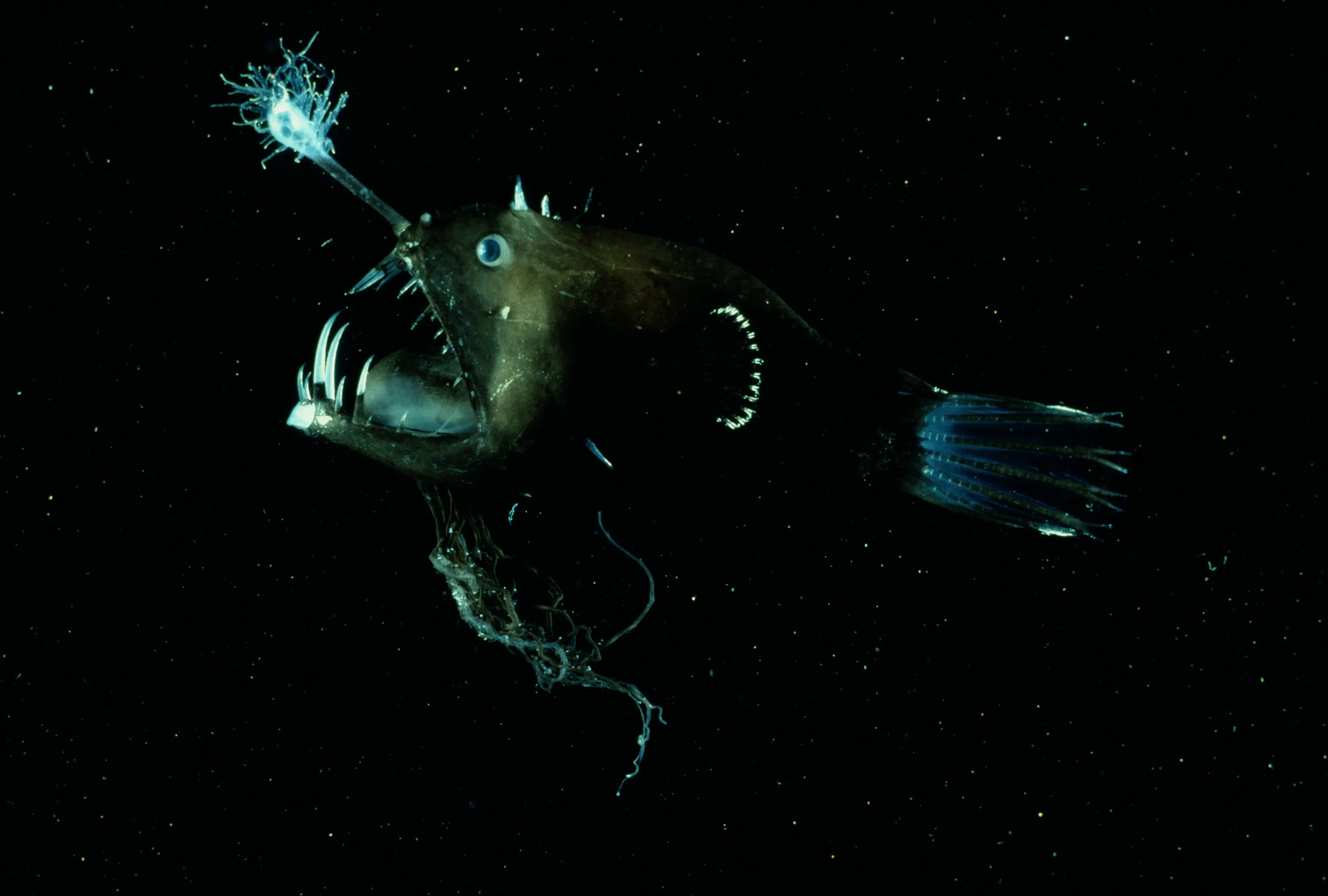 Глубоководные обитатели океана. Глубоководная рыба удильщик. Морской черт глубоководный удильщик. Морской чёрт удильщик. Европейский удильщик морской чёрт.