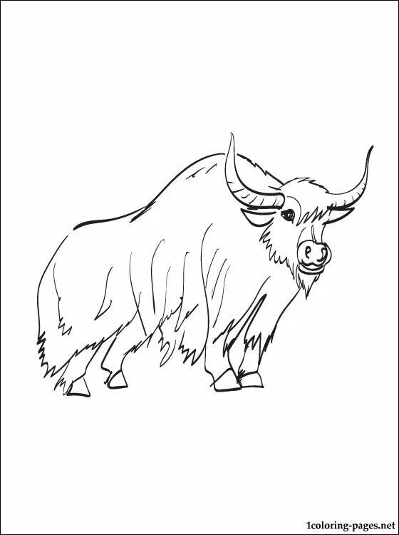 Як рисованный. Як животное. Овцебык мультяшный. Овцебык на белом фоне. Як животное.