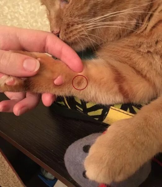 Укус пальца кошкой