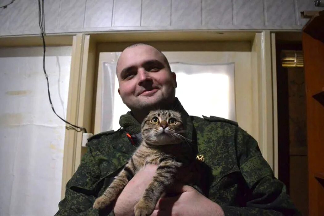 Мурз последнее. Бойцовый кот мурз kenigtiger.