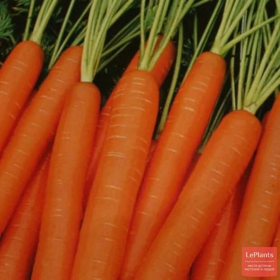 Морковь роте ризен 10г. Морковь посевная. Морковь сорт маэстро. Семена моркови шантане. Сорт моркови пармекс.