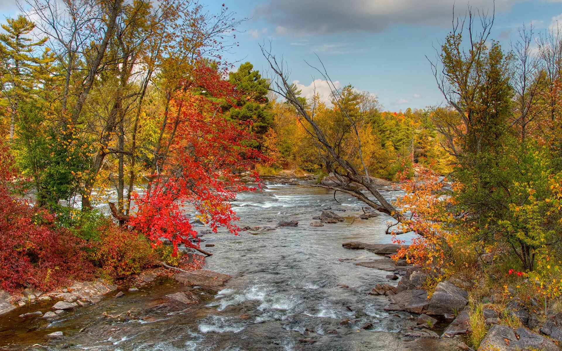 осенний течение. осенний светлогорск. осень. стихийная осень. листья в луже.