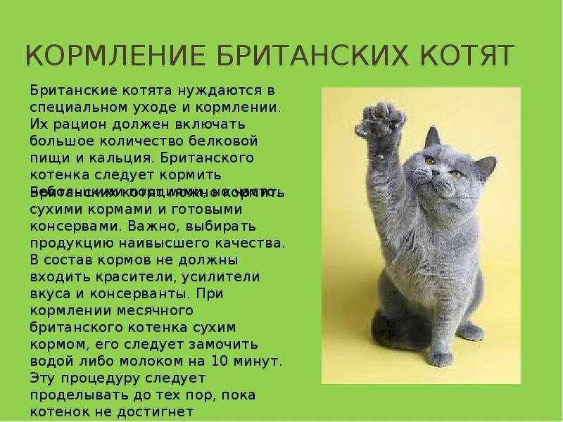 Сколько нужно кормить месячного котенка. Питание британских котят. рацион питания британского котенка. чем кормить котенка британца. рацион для британского кота.