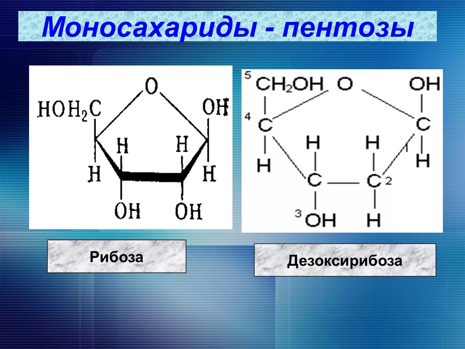 Пентоза рибоза