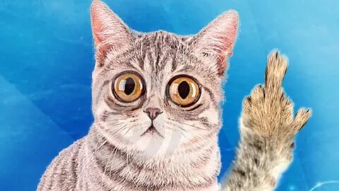 Cats ответы ютуб