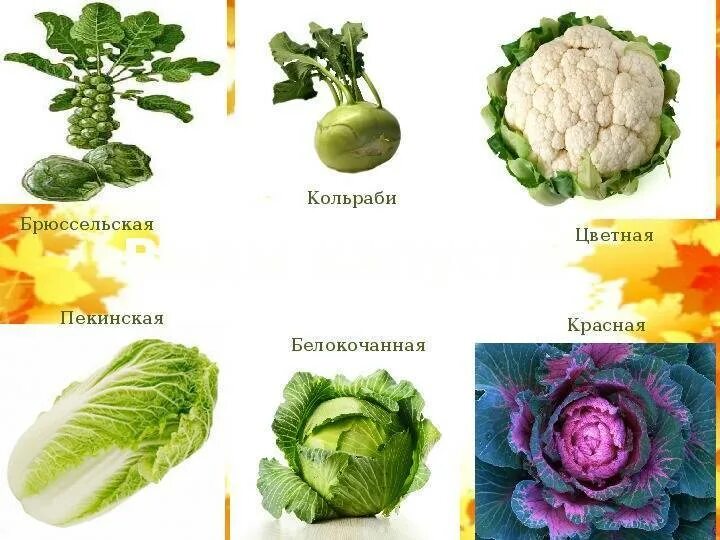 Какая бывает капуста виды и названия. Пекинская брюссельская кольраби капусты. капуста кольраби брюссельская савойская. кольраби брокколи. названия сортокапусты.