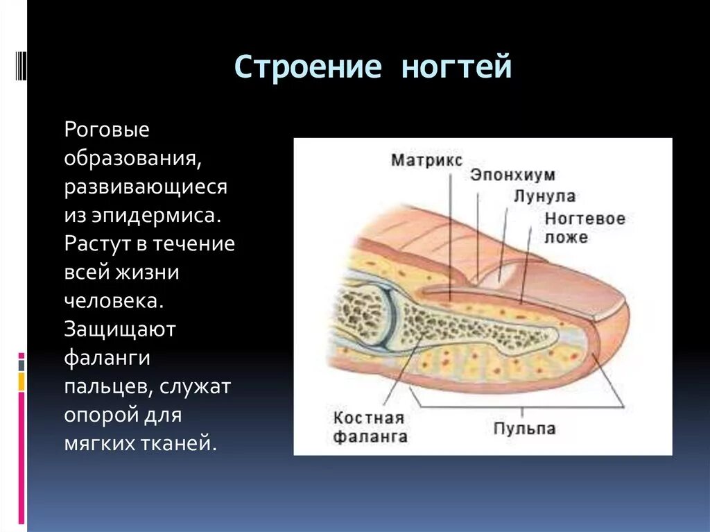 Кожные роговые образования это. Строение ногтя. Анатомическое строение ногтя. Ногти строение ногтей. Строение ногтя человека.