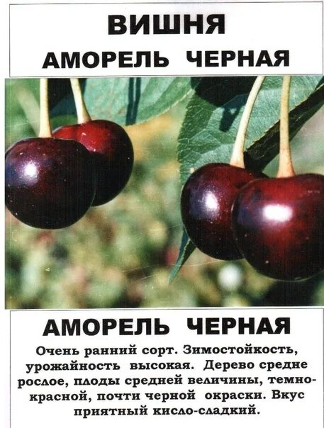 Сорта вишни фото отзывы Вишня (дюк) Факел (гибрид вишня*черешня, средний, темно-красный)