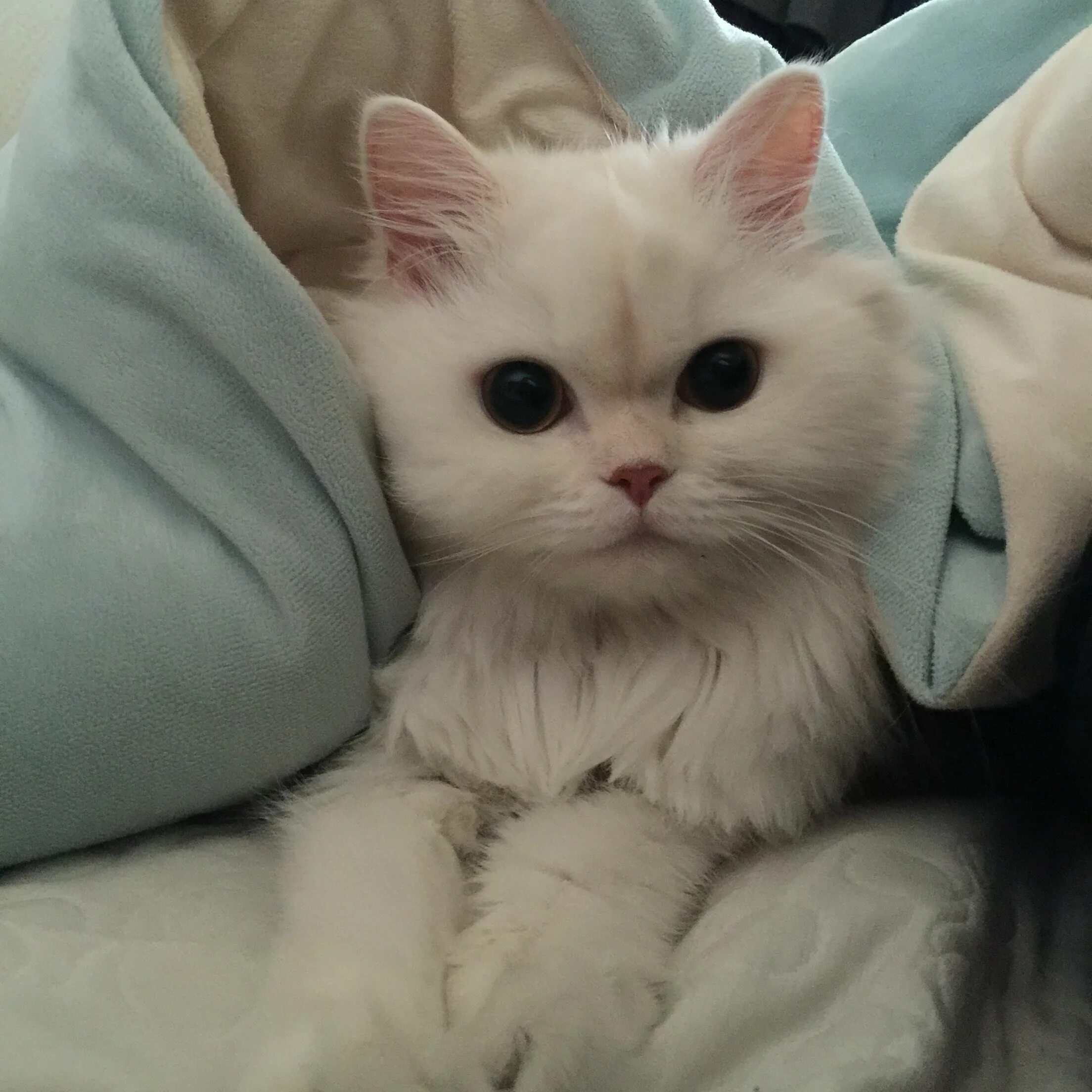 "Image about pink in Kitten by bluellama on We Heart It" - card of the user Свет