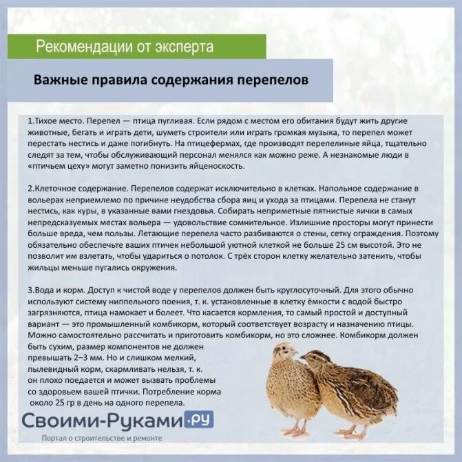 Сколько можно есть курицу. Схема кормления перепелов комбикормом. Нормы для перепелов. Нормы кормления перепелов комбикормом. Содержание перепелов.