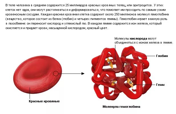 Оболочка грибной клетки. Хромосомные наборы хроматических клеток. Хрящи в человеческом теле. Жиры в составе клетки. Хромосомы в соматических клетках.