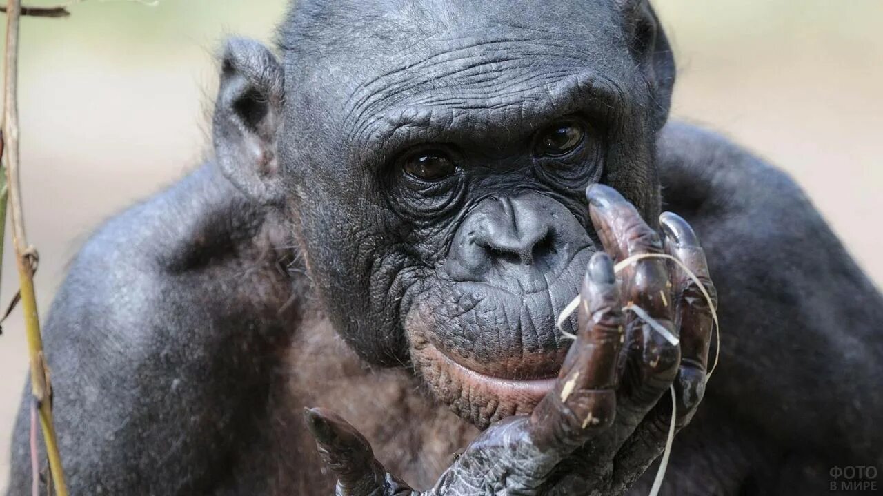Стиль обезьяны. Бонобо обезьяна. Шимпанзе бонобо. Обезьяны в Конго бонобо. Обезьяна серого цвета.