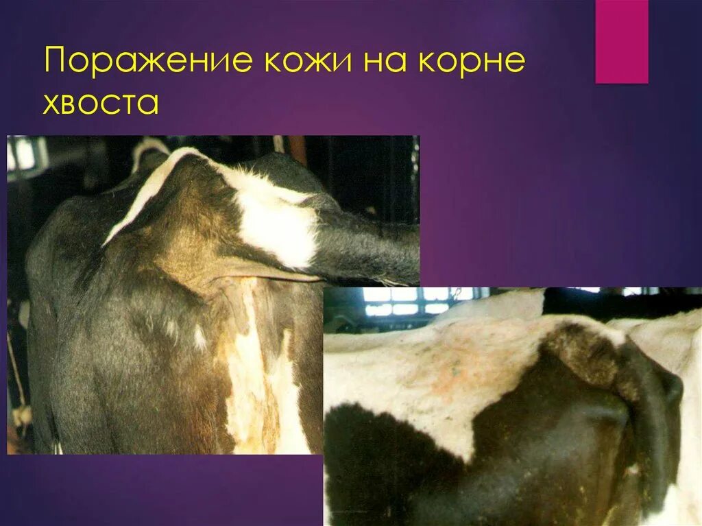Патогенез