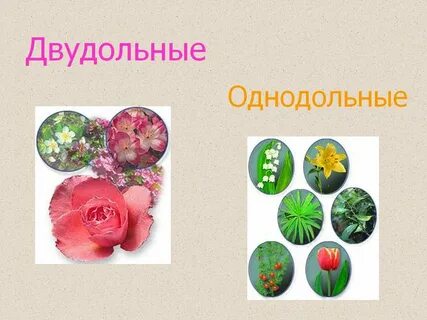 5 однодольных и двудольных растений