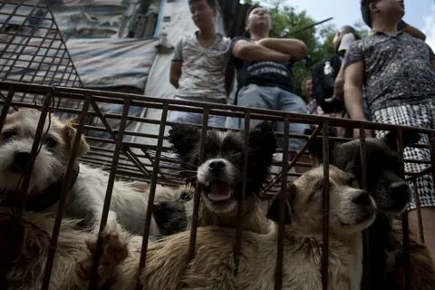 China dog