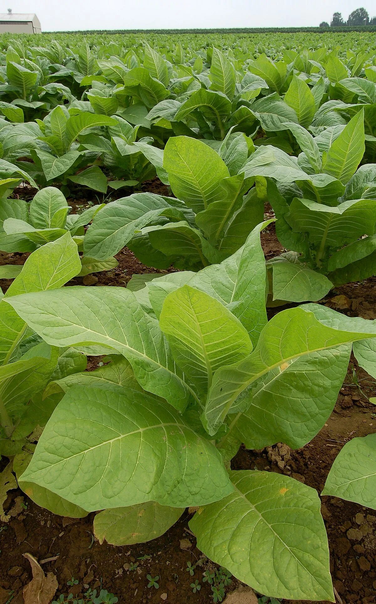 Махорка самосад. Сорт табака Nicotiana. Табак махорка (Nicotiana Rustica l.). Сорт табака Трапезонд.