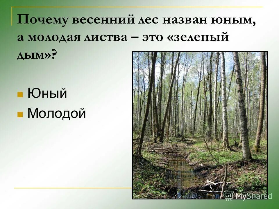 Элементы леса перечислить. Как называется лес. Части леса названия. Почему лес называют лесом. Юный зеленый лес.