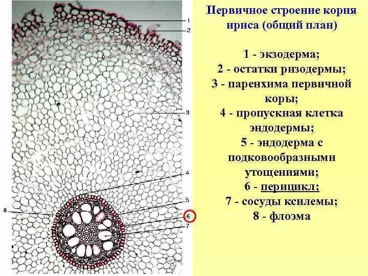 Микрофотография среза корень. Первичное Анатомическое строение корня ириса. Внутреннее строение корня срез. Первичный срез корня ириса. Первичное строение корня однодольного.