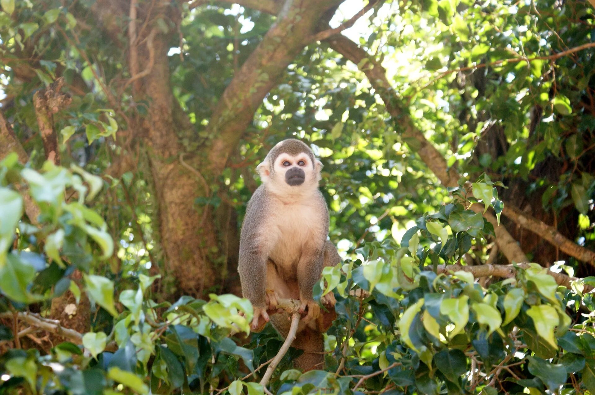 Monkeys trees