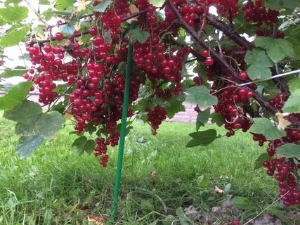 Штамбовая смородина