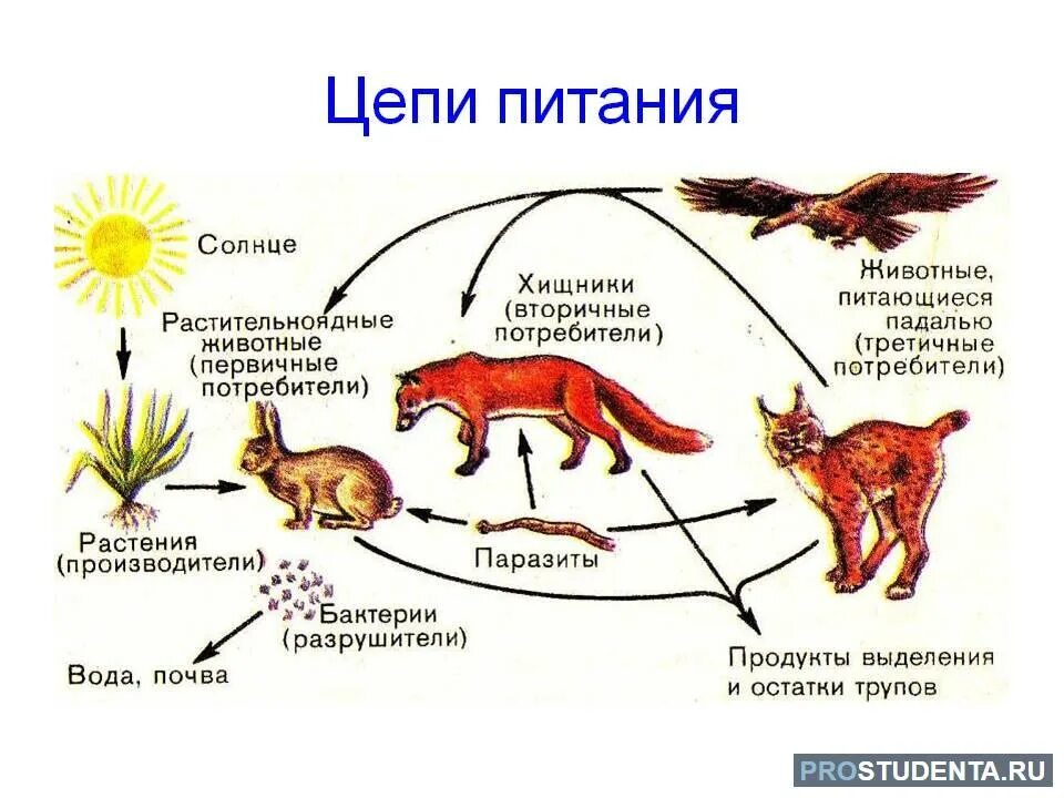 Биологическая цепь питания. Пищевая цепь питания 5 класс биология. Схема звенья в цепи питания. Пищевые Цепочки 6 класс биология. Цепи питания примеры 3 класс окружающий