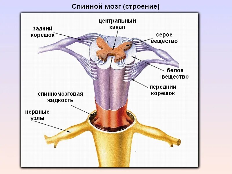 Центральный спинномозговой канал. Строение спинного мозга спинномозговой канал. Спинномозговой канал обозначенный на рисунке. 1спинной мозг. Строение спинного мозг. Спинномозговой канал обозначен цифрой.