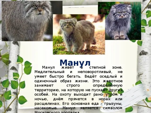 Манул информация. Животные занесенные в красную книгу манул. алтайский манул. дикий кот манул рассказ. животные занесенные в красную книгу красноярского края манул.