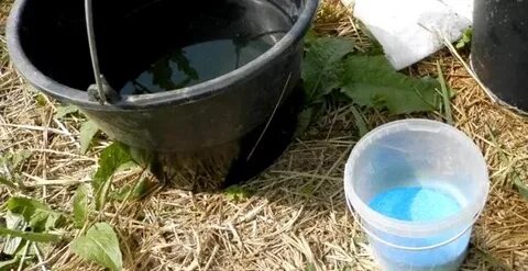 Обработка яблони купоросом