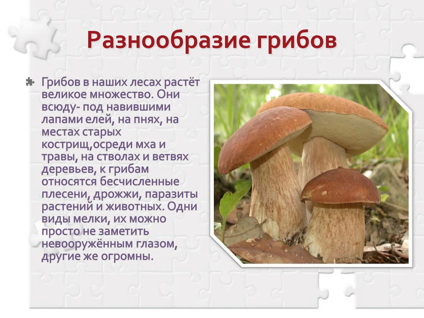 Доклад про грибы. Грибы презентация. Сообщение о грибах 5. Презентация по грибам. Сочинение на тему красота грибов