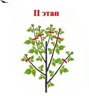 Надо ли обрезать малиновое дерево