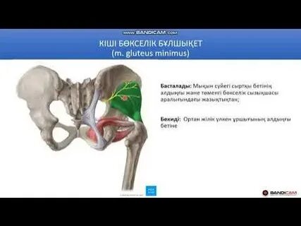 Әйелінің порно кеші